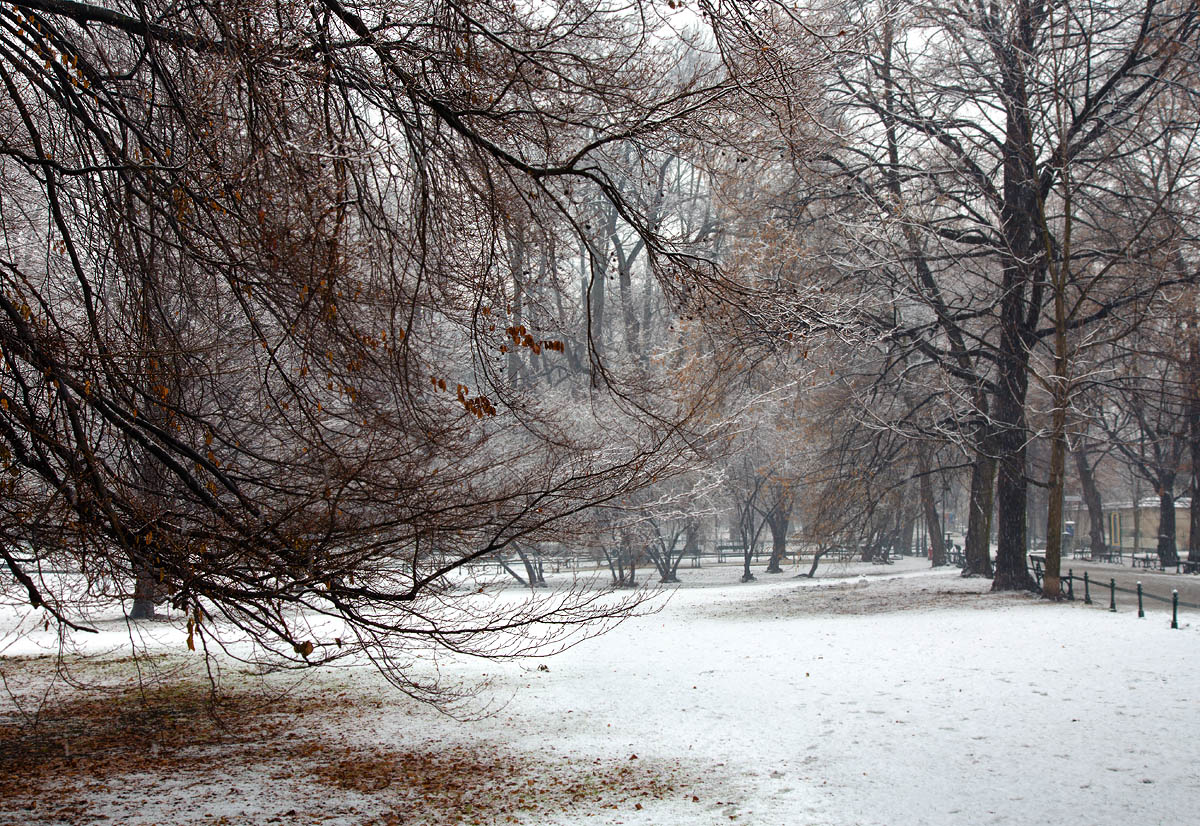 Buk na Plantach, Krak�w