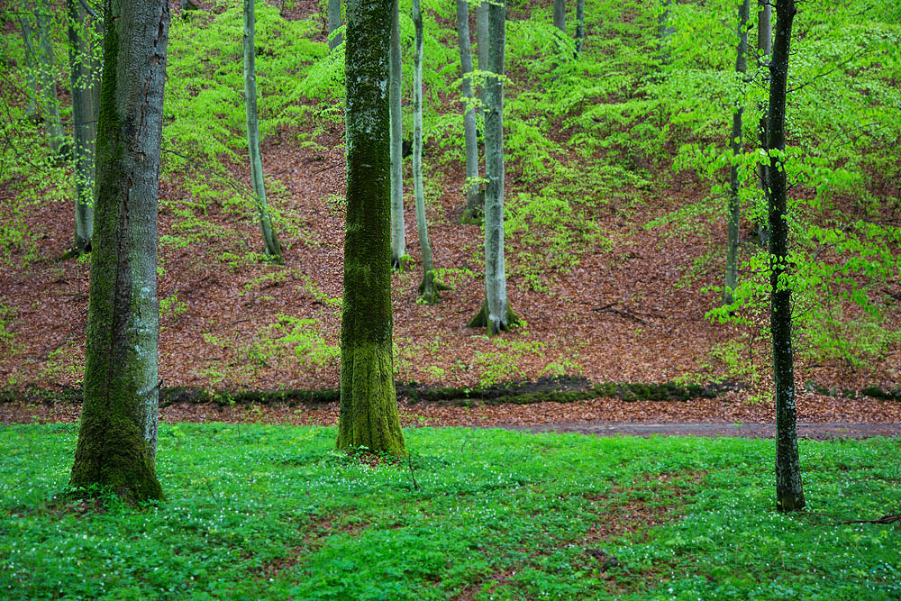Wejherowo G�ra buczyna