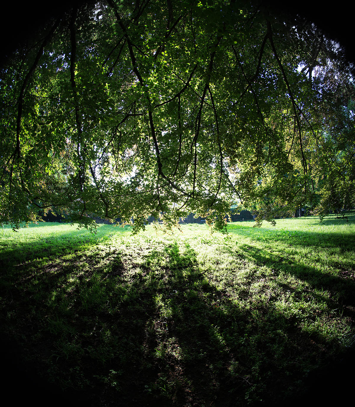 Krak�w, buk na Plantach, Fish Eye