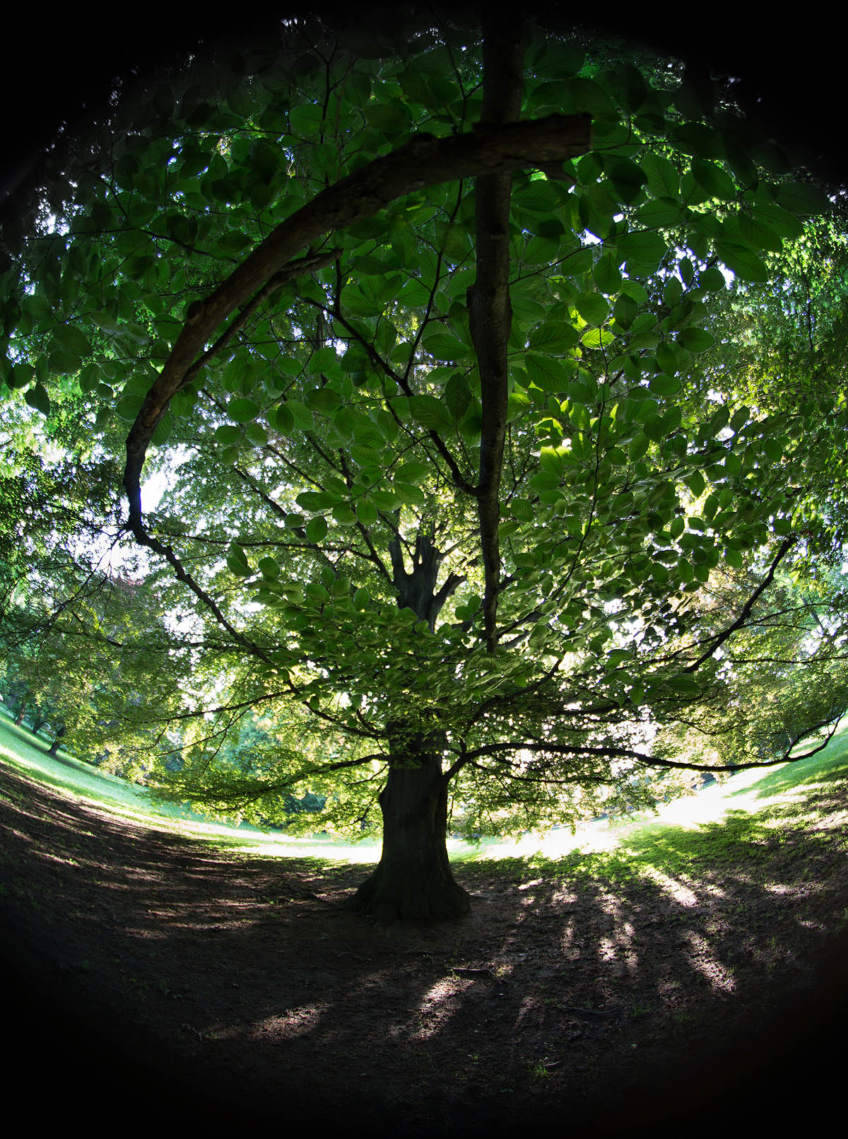 Krak�w, buk na Plantach, Fish Eye