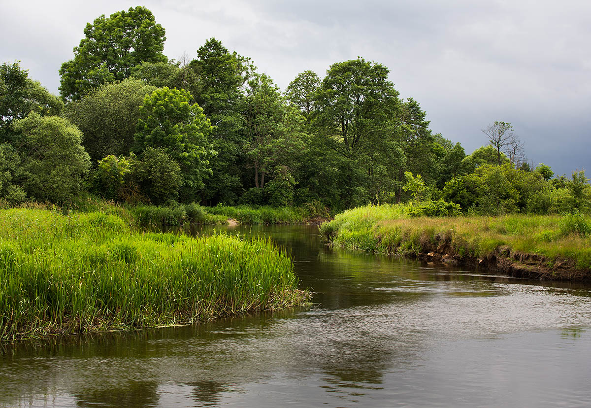 Narew