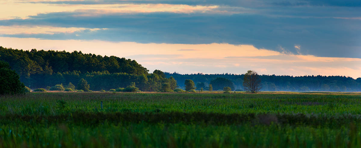 Narew