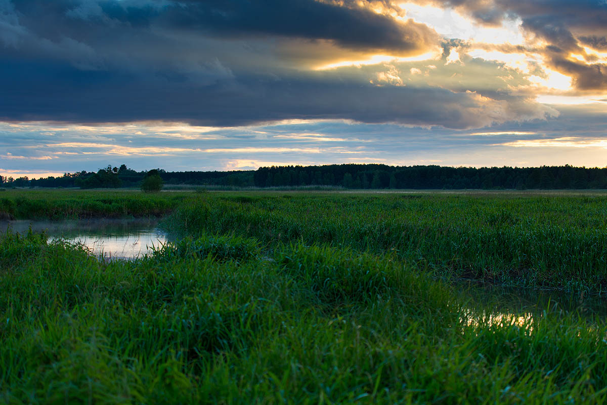 Narew