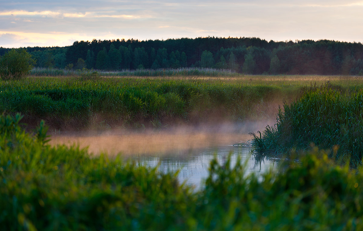 Narew