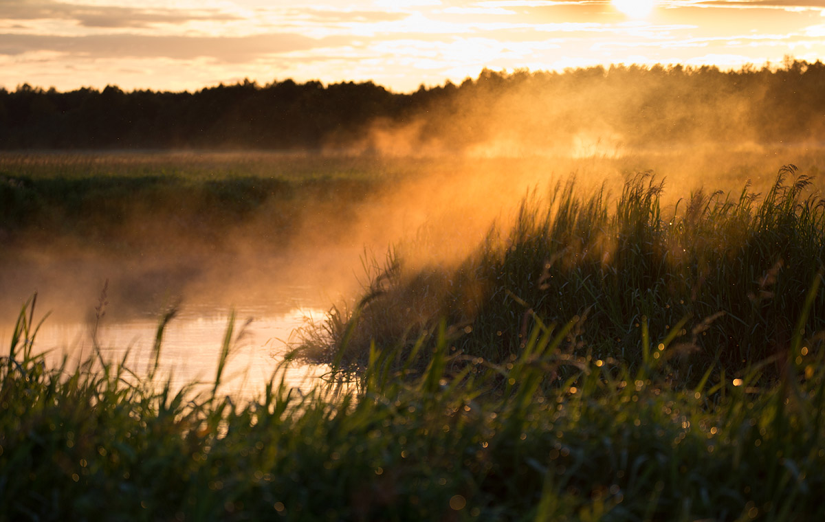 Narew