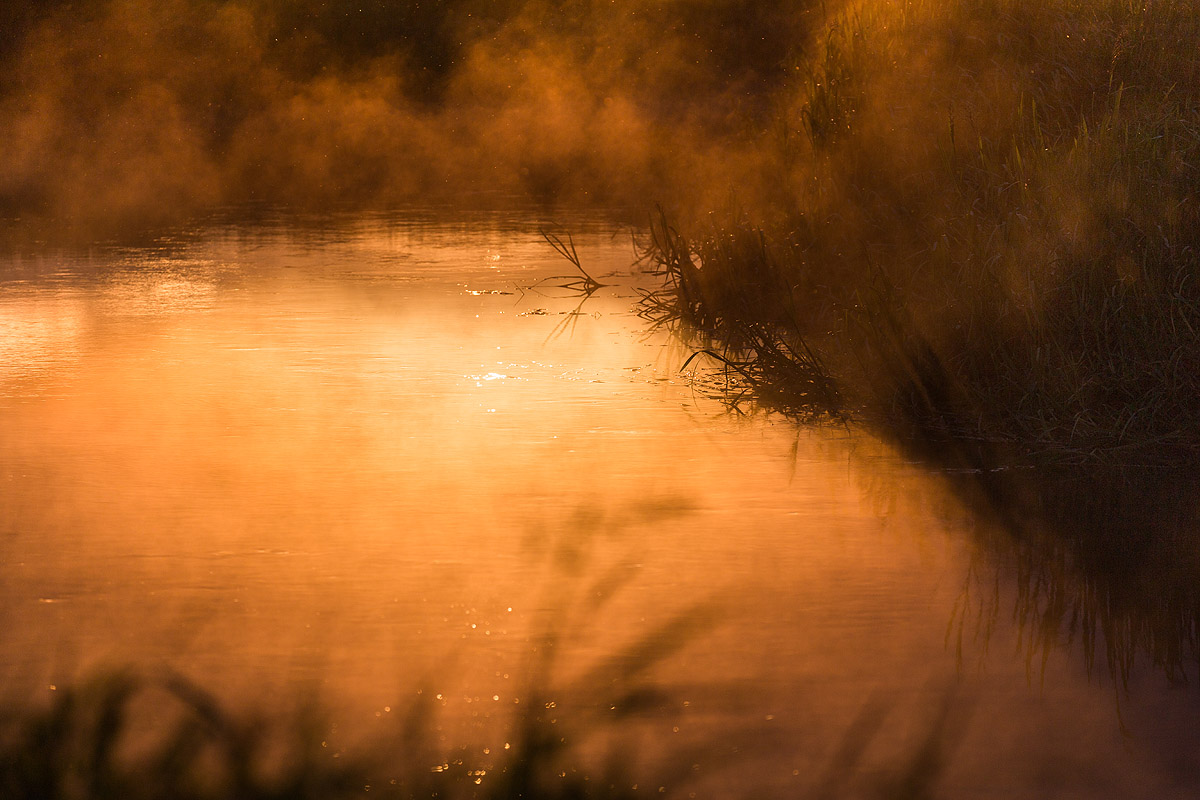 Narew