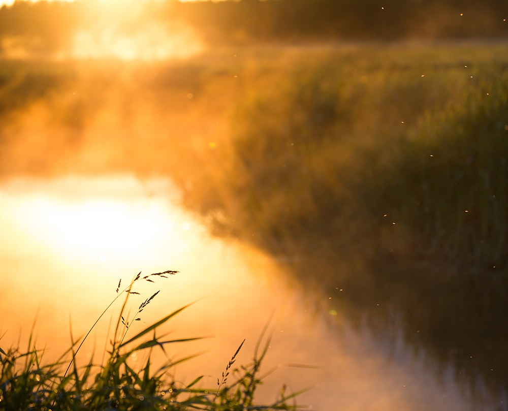 Narew