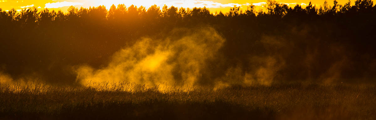 Narew