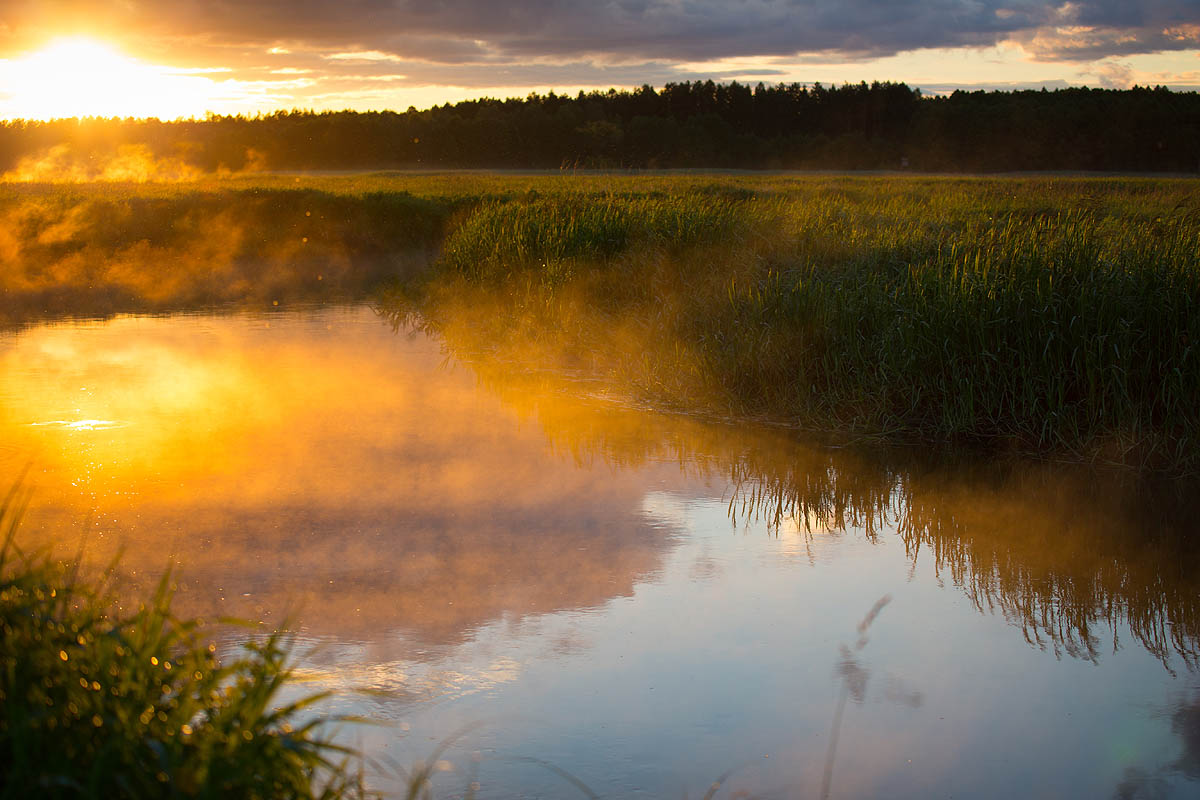 Narew