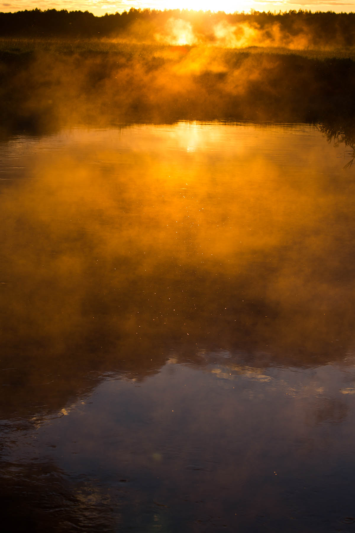 Narew