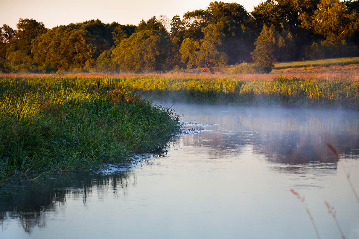 Narew