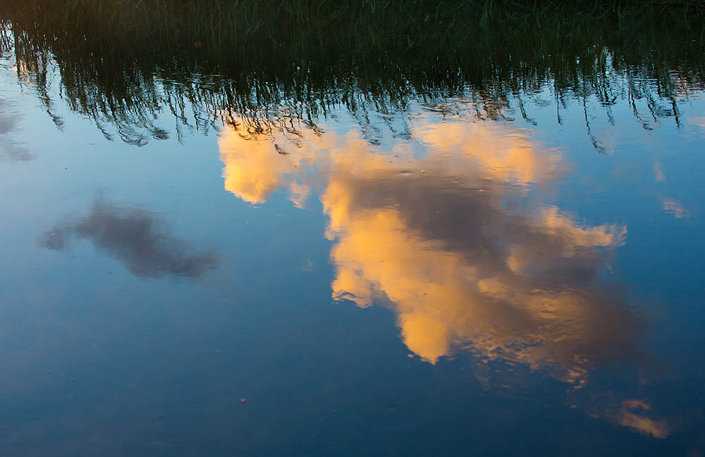Narew