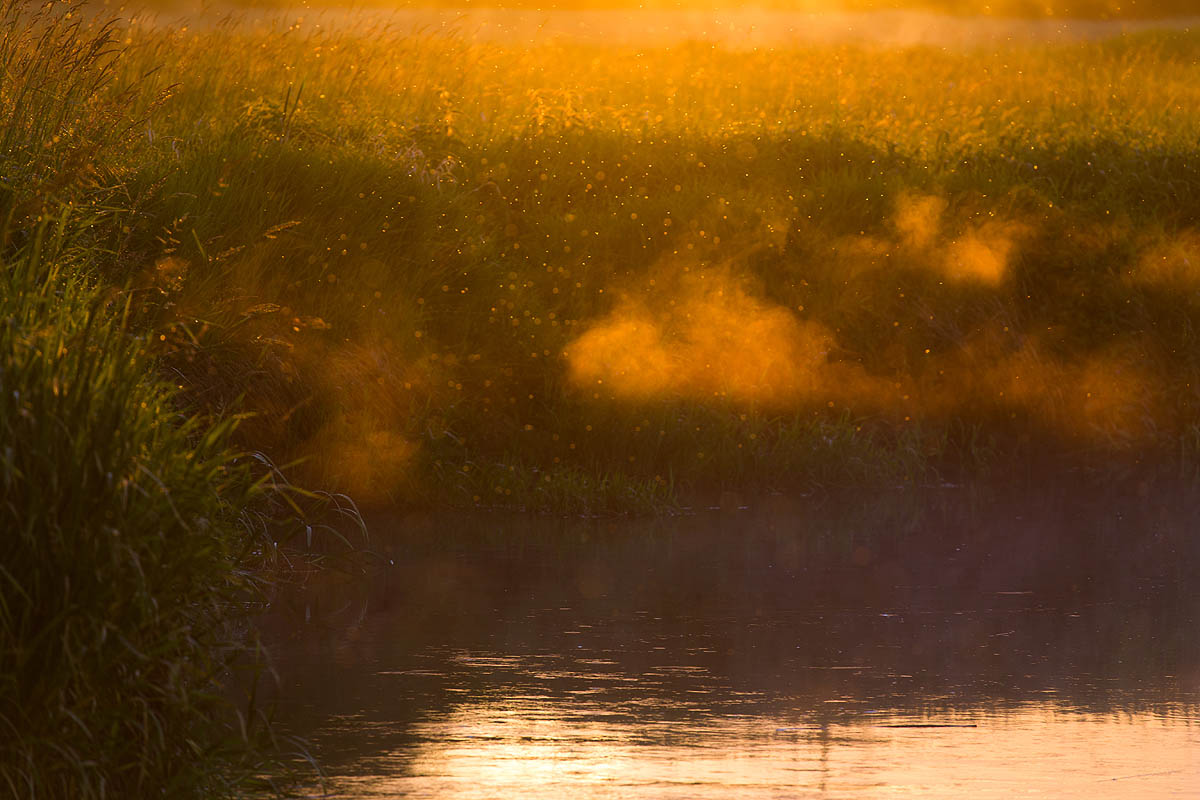 Narew