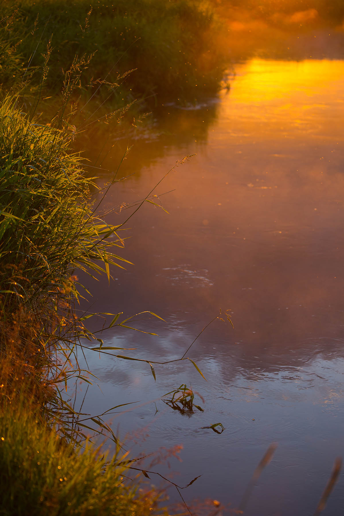 Narew