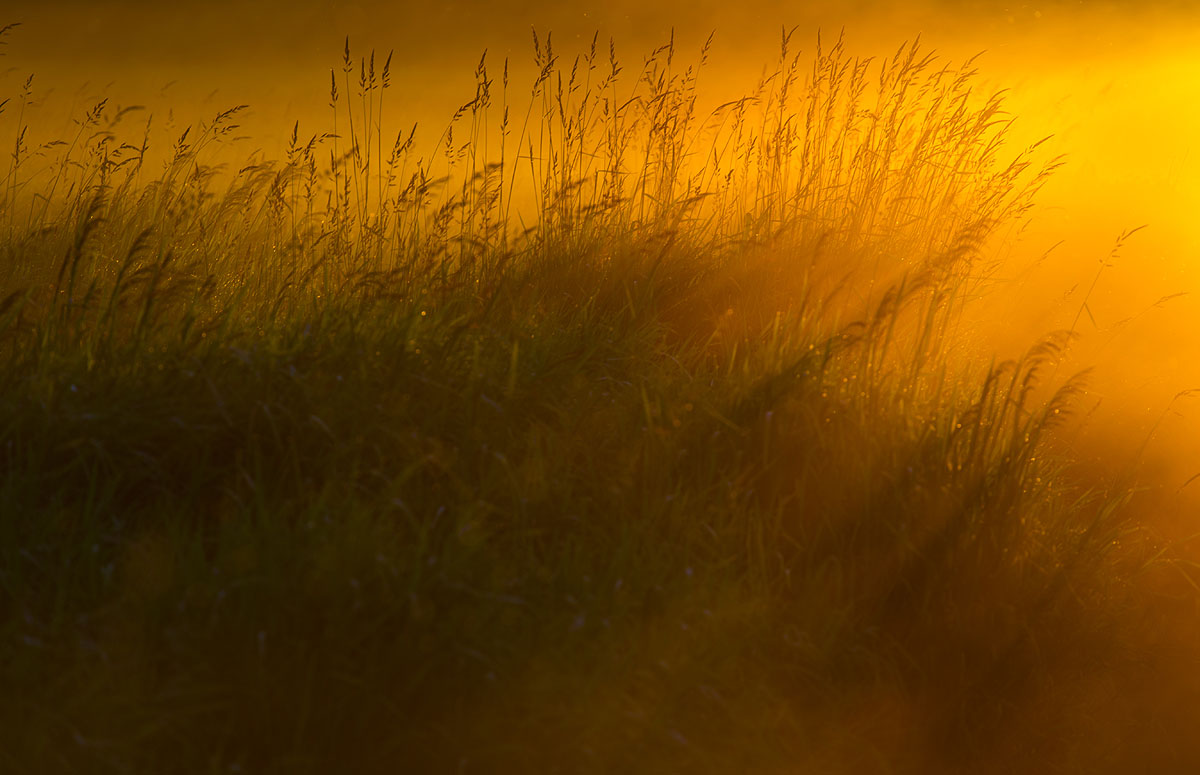 Narew
