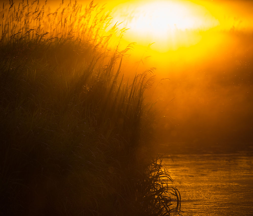 Narew