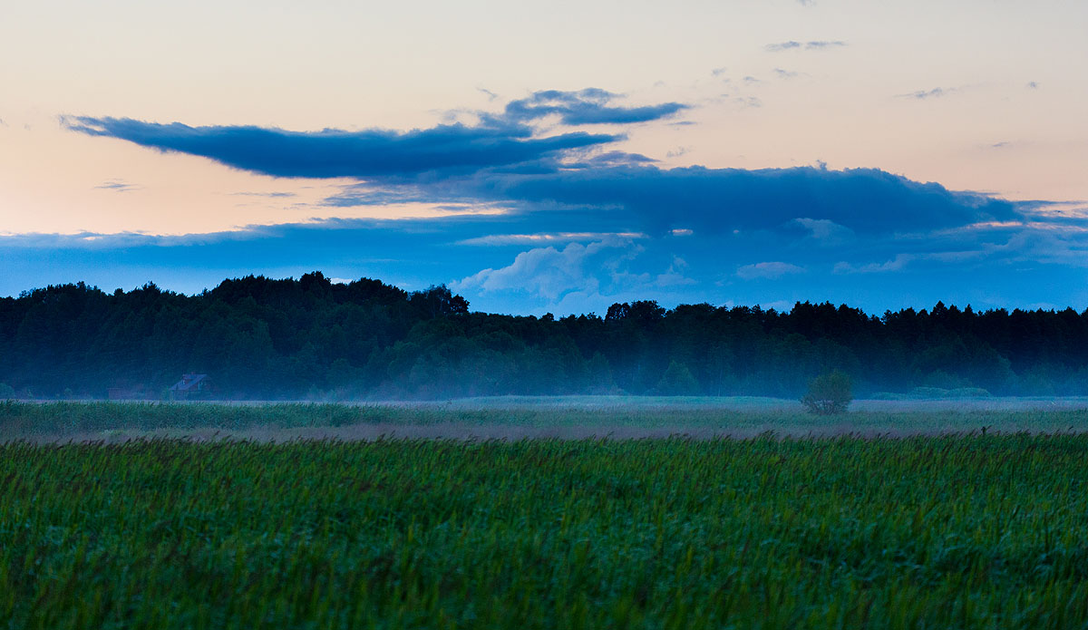 Narew
