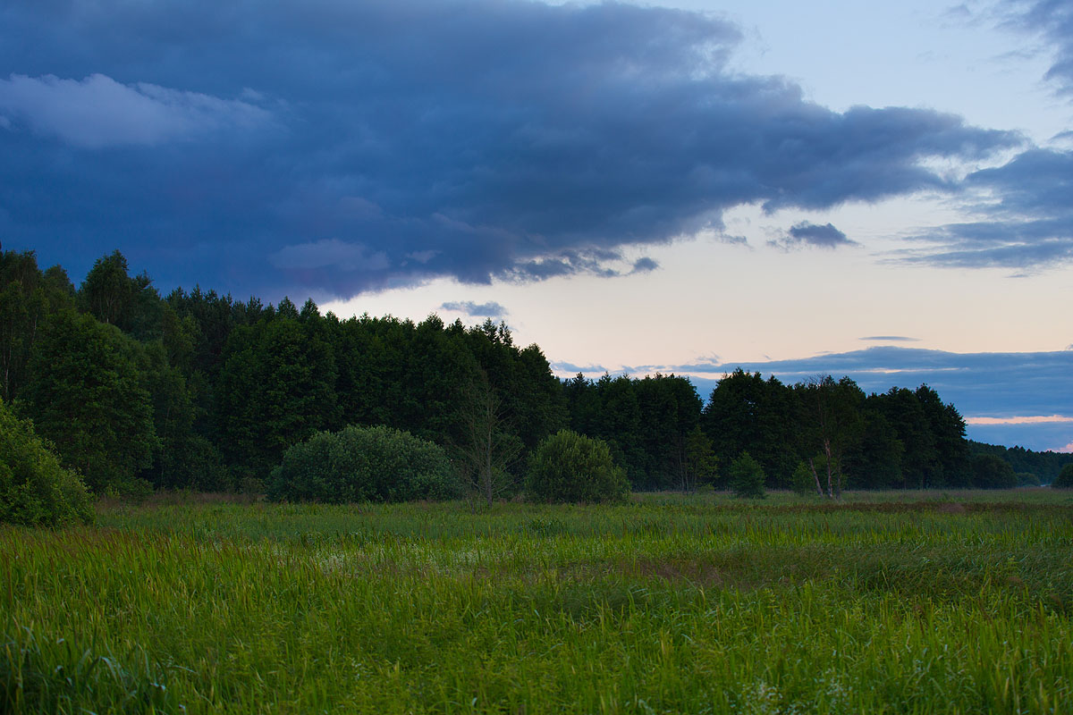 Narew