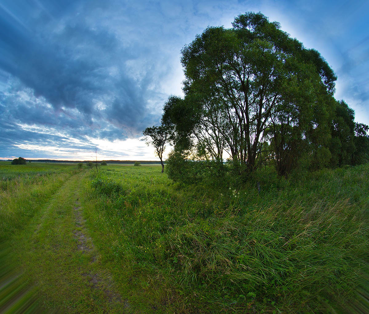 Narew