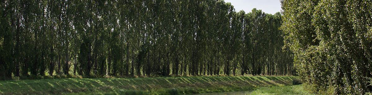 Topole Włoskie