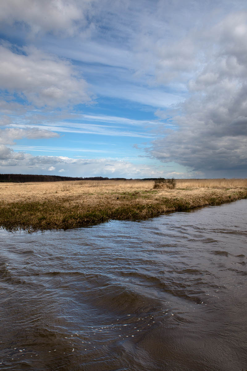 Narew