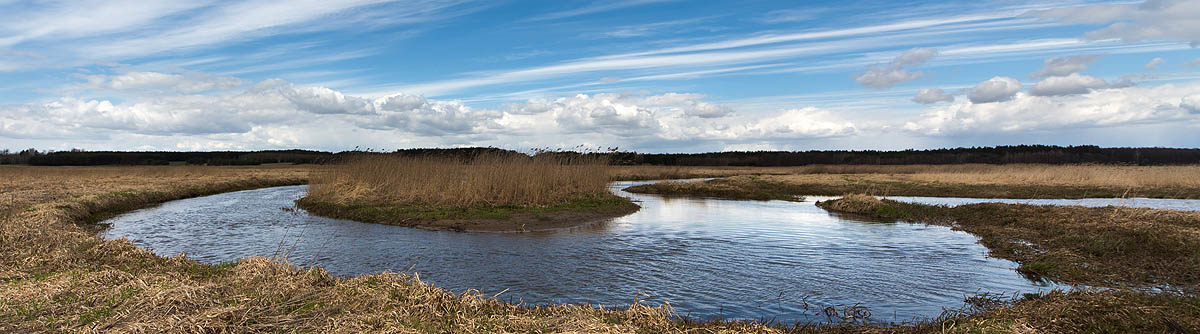 Narew