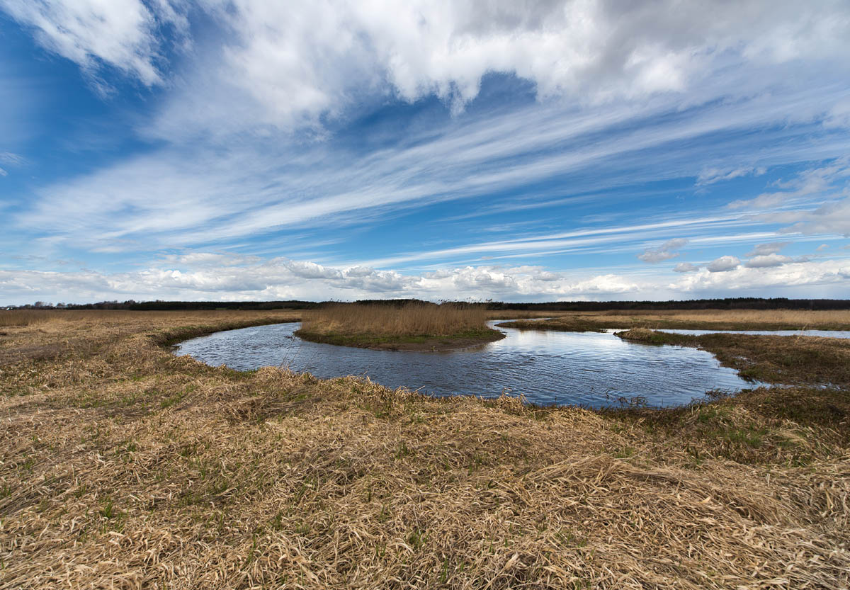 Narew