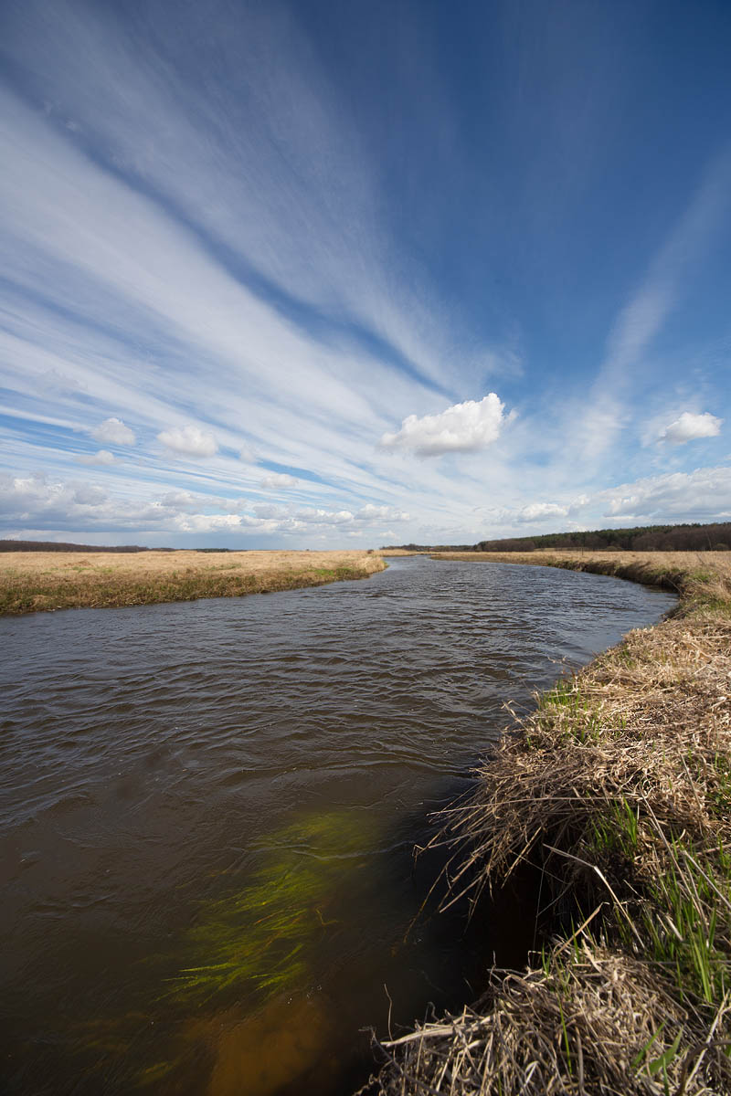 Narew