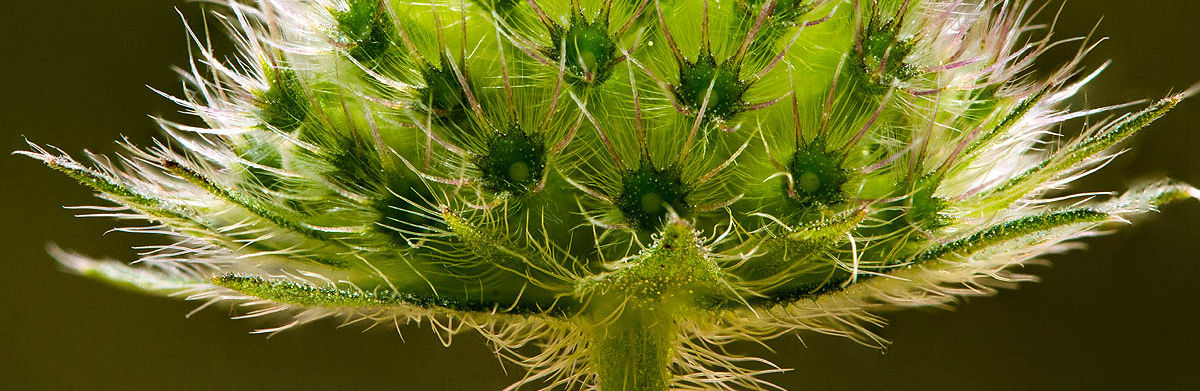 Focus stacking