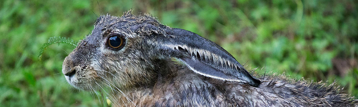 Zmoknięty zając w Puszczy Drawskiej